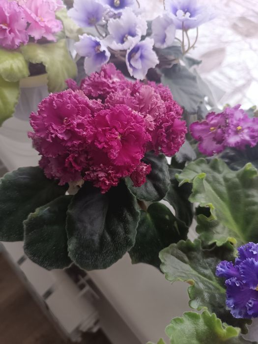 Детки сортовых фиалок.