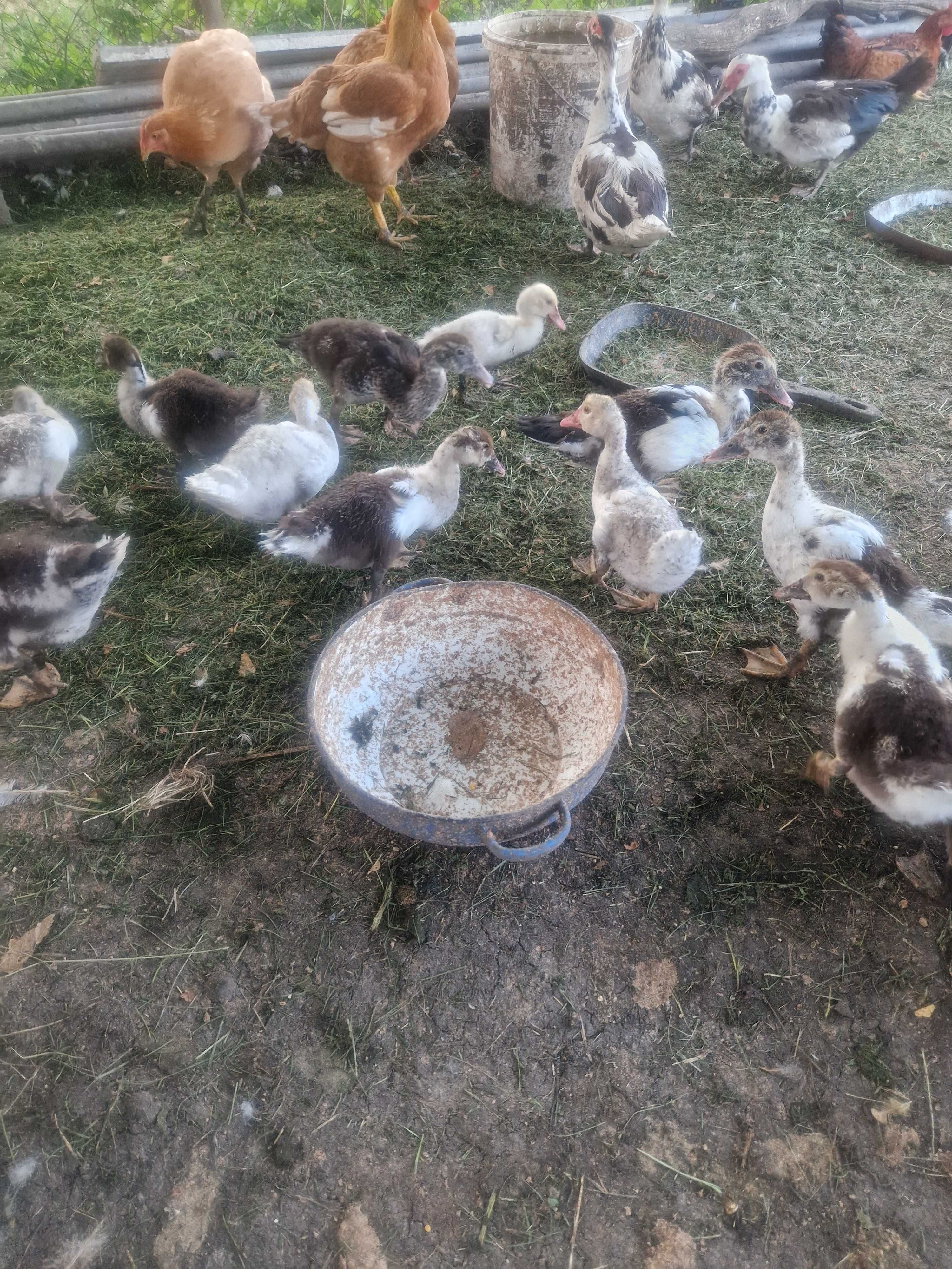 Vând rațe leșești