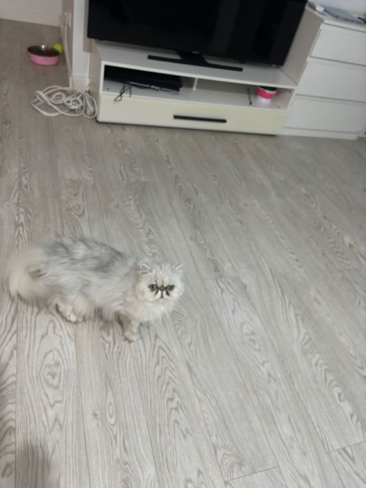 Vând pisică persana chinchilla