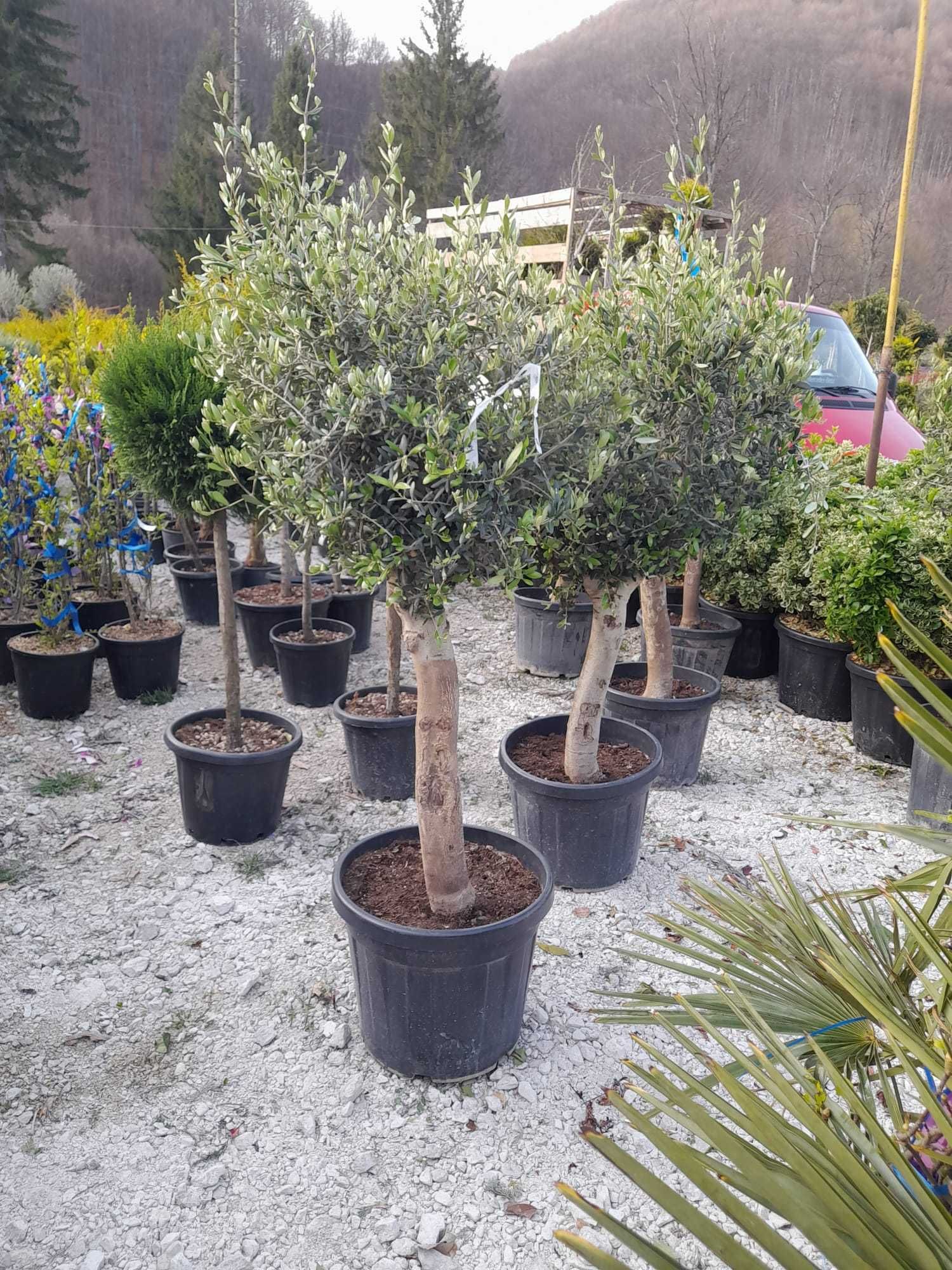 Plante ornamentale