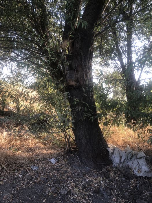 Xo’l o’tin katta