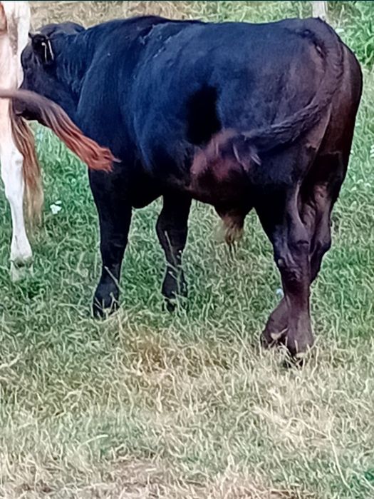 Vând viței crescuți ecologic