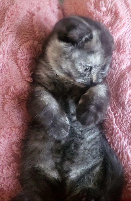 Продажа породистых  хулиганов