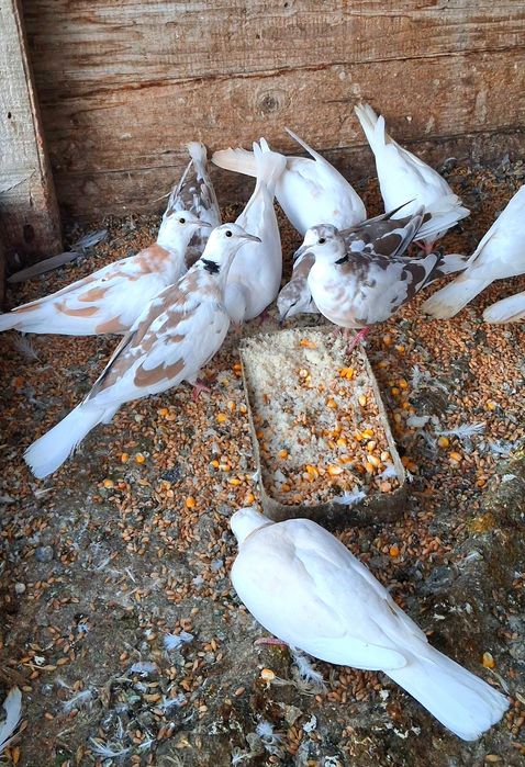 Turturele râzătoare