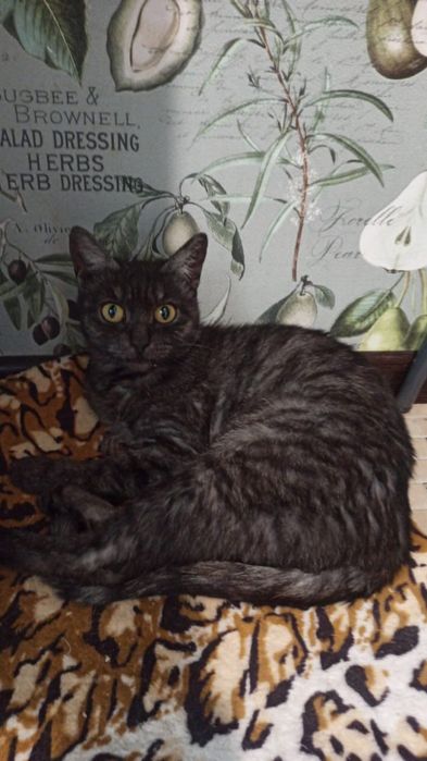 Кошечка ищет дом