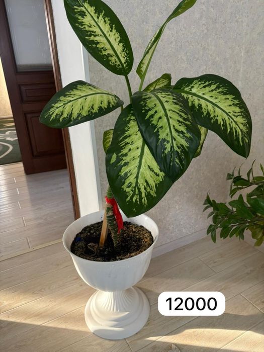 Продаю комнатные растения