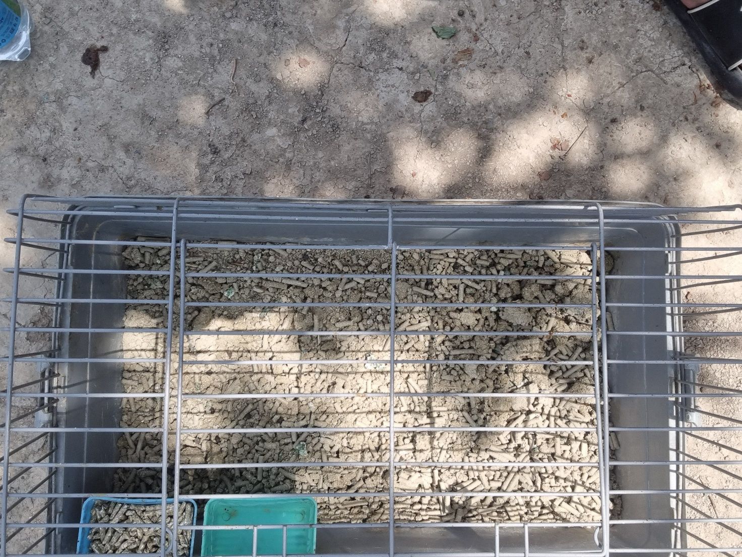 Karlik quyon qafasi bilan sotiladi