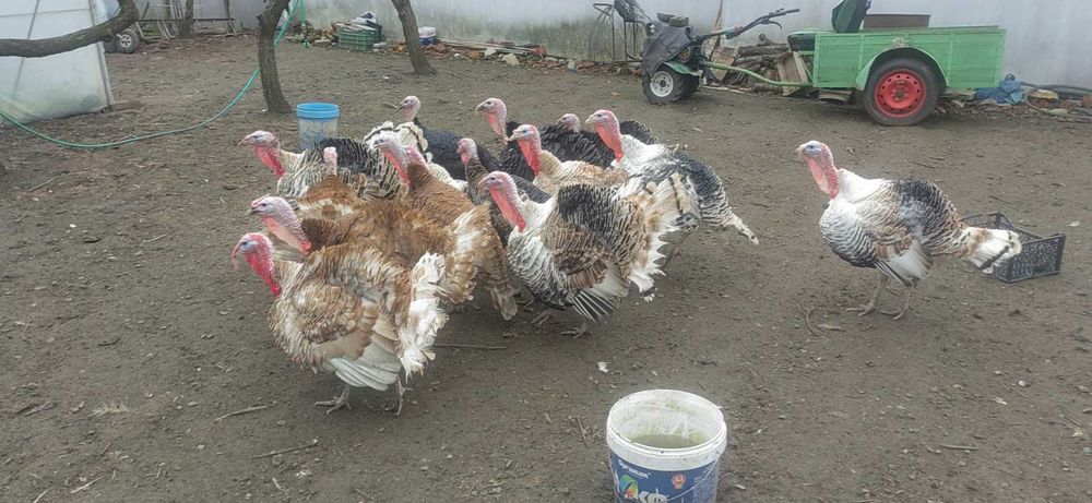 Продавам  Пуйки, Пуйки