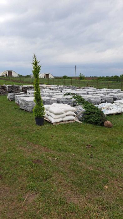Plante ornamentale rafinate ce adaugă stil și unicitate