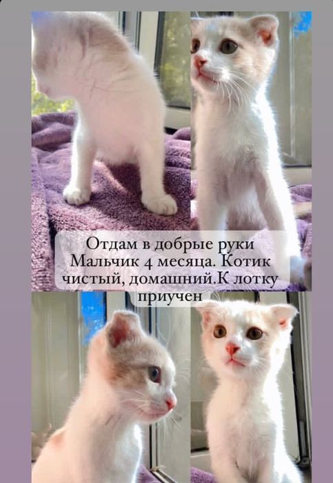 Вислаухая 4 месяц