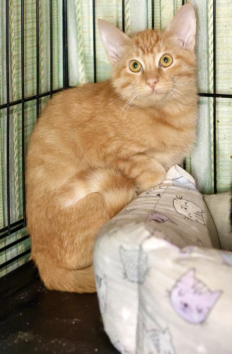 Замечательные привитые подростки с паспортом и доставкой