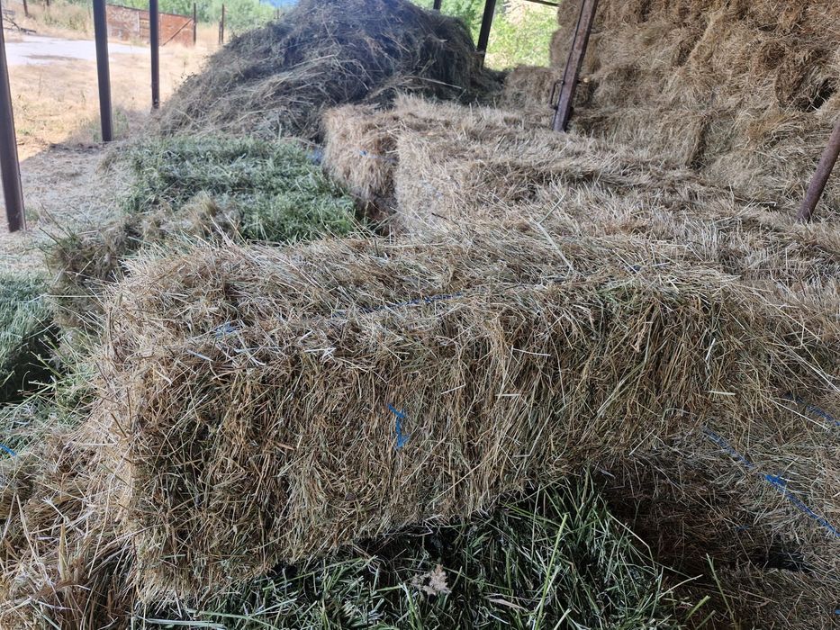 Baloți de fan, producție 2025