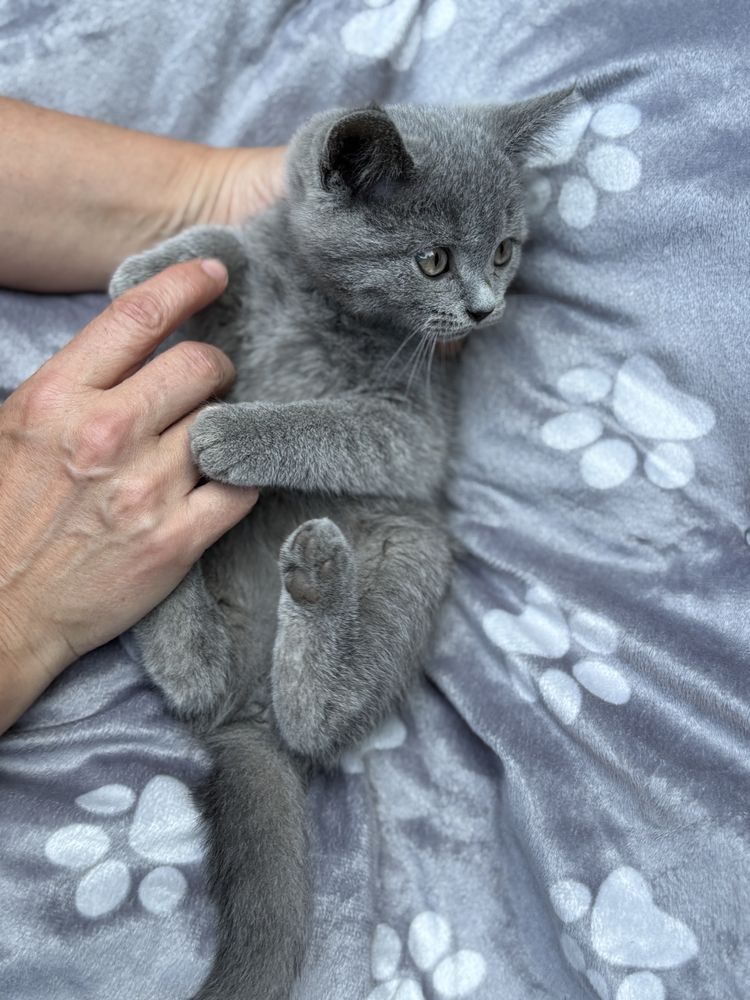 Pisica scottish fold straight