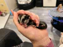 Vând pui de sugarglider veverită