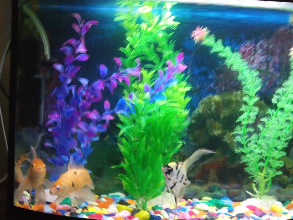 Аквариум 40 литров