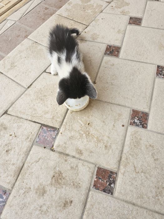 Кошка и котята даром