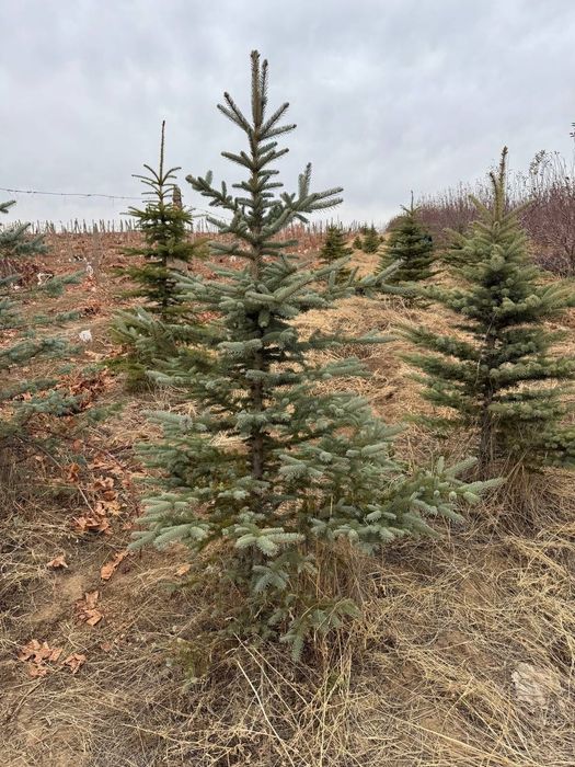 Голубой ел | Archa