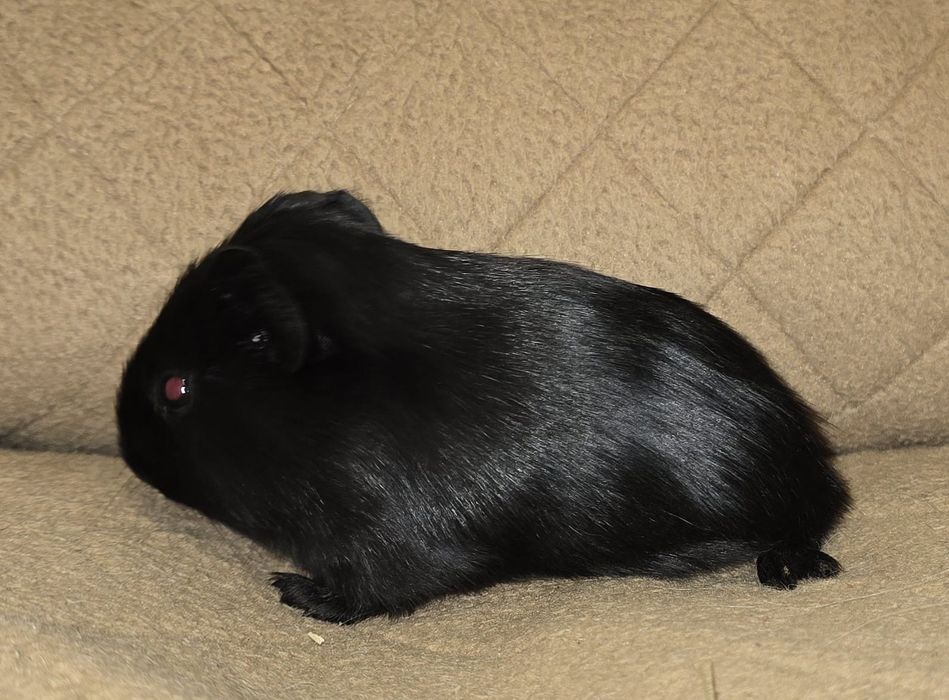 Porcusori de guineea