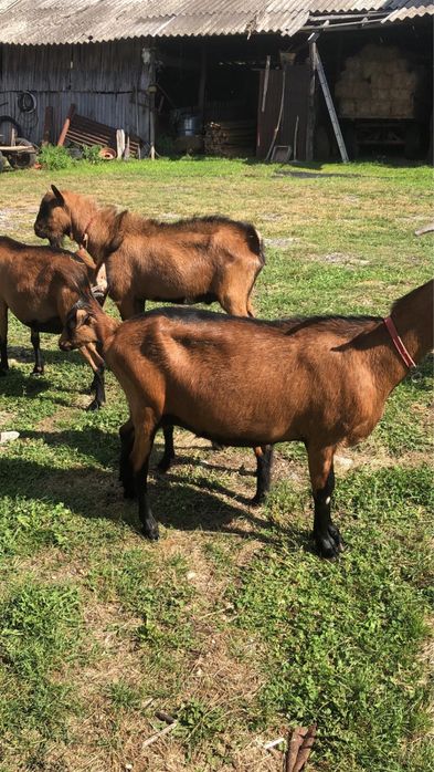 Vand capre alpine franceze