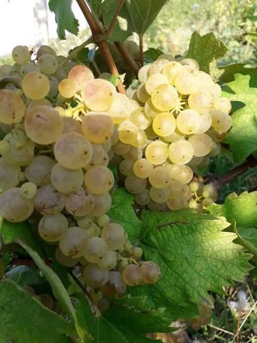 Struguri de vin pret producator soiuri alese albi/negri, cu transport