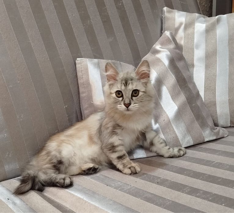 Котенок в добрый руки!