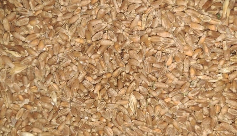 Vând grâu producție 2025.