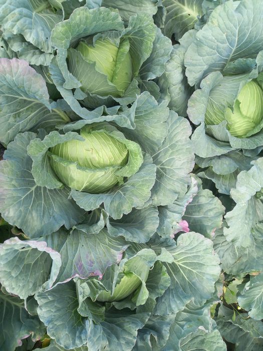 Varza gumna ideala pentru murat,foaie subtire