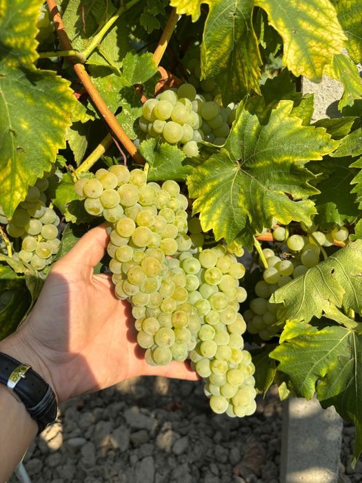 Must obtinut din soiul Muscat Ottonel