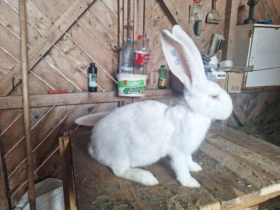 2 femele Urias german Alb