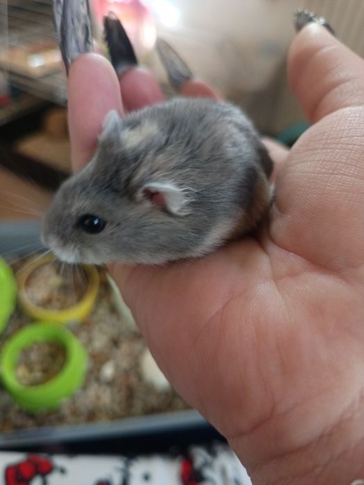 Vand Hamsteri pitici