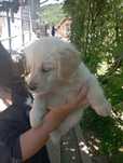 Vând golden retriver