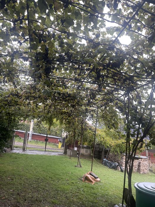 Vand struguri negri pentru vin