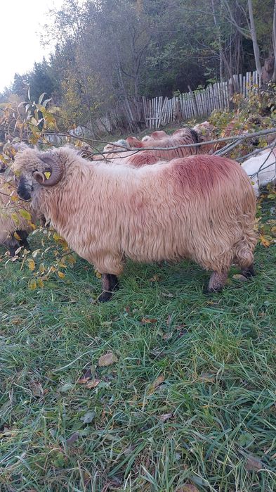 Berbeci bucalai de vânzare