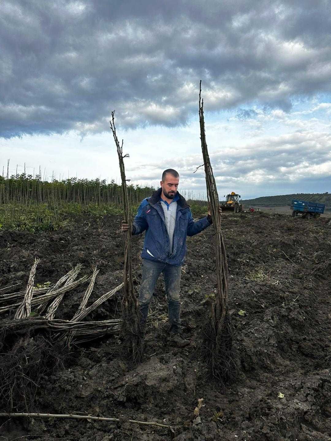 nuci Chandler.livrare RO.Plantare ferestre vreme buna.pomi fructiferi