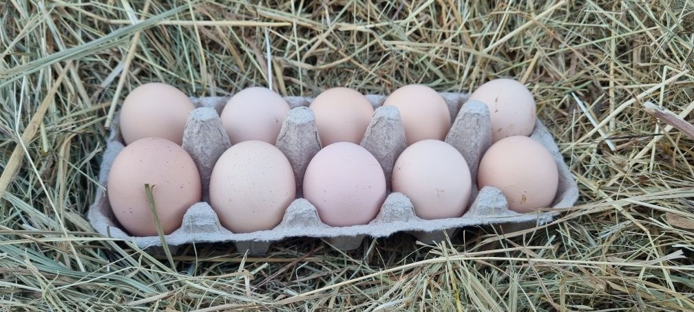 Vând ouă Australorp Negru