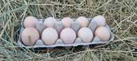 Vând ouă Australorp Negru