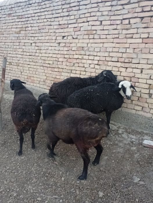 Qoʻchqorla chiroyli sotiladi