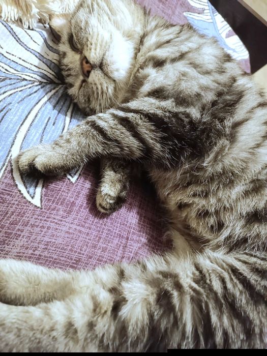 Подарите тепло и ласку: кот Эдуард добрые руки