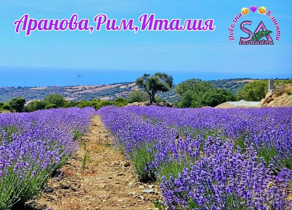 Лавандула-разсад,туфи,саксии.Българска Маслодайна Роза…