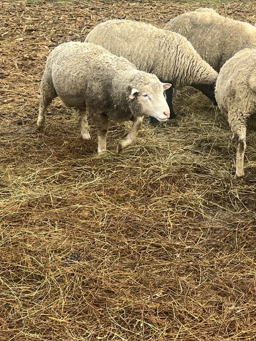 Berbec ile de france