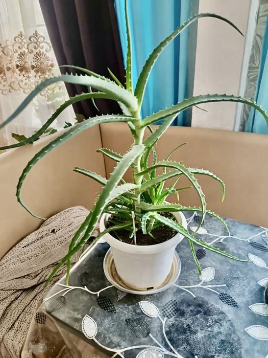 Продам алоэ