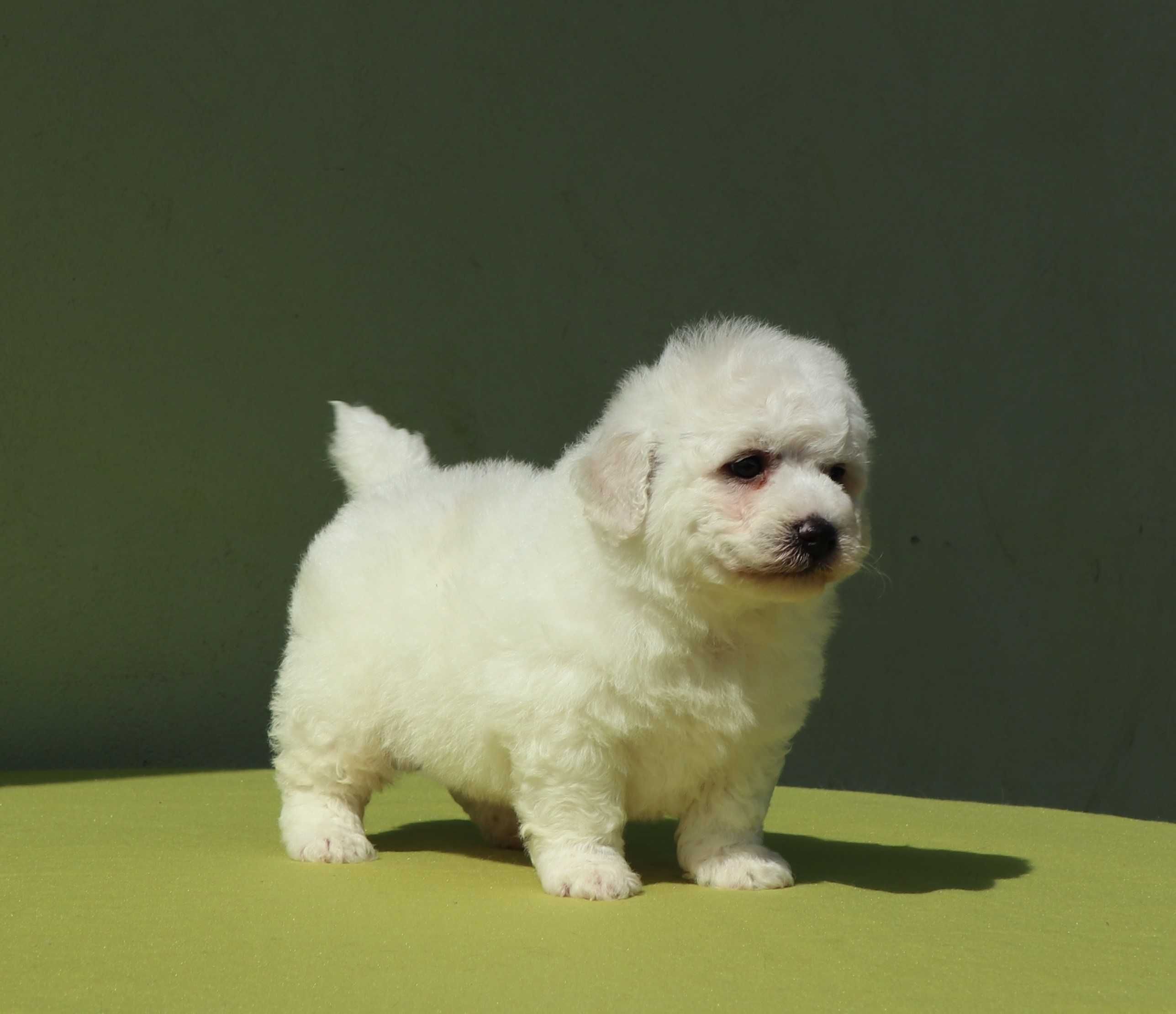 Bichon Fise masc cu pedigree FCI