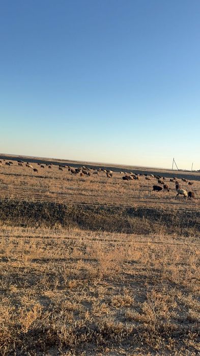 Сатылады қойлар мен тоқтылар