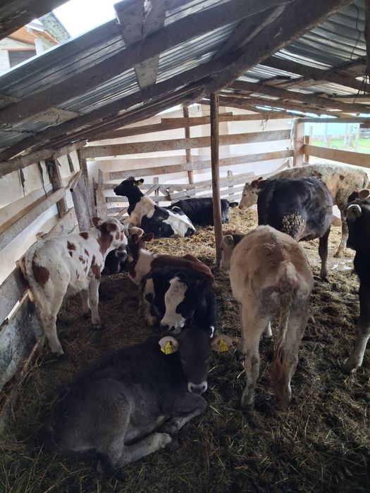 Vând vitei antarcatai