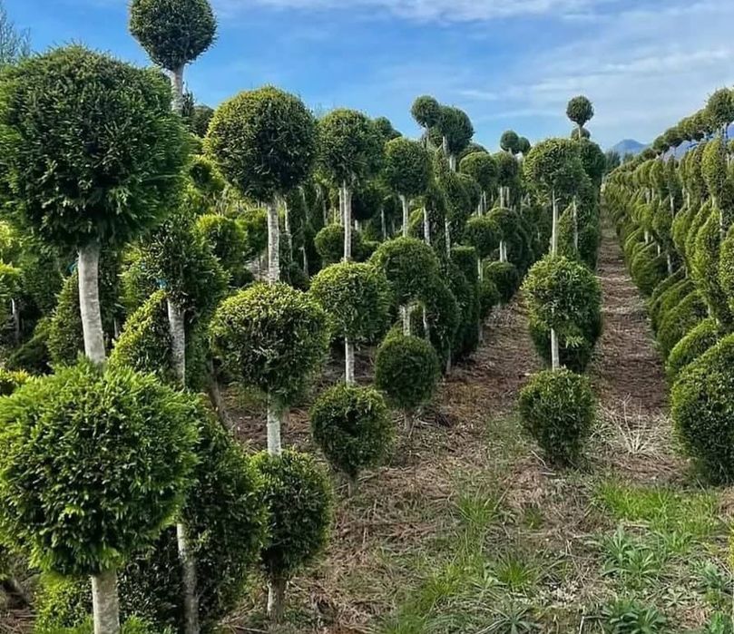 Vând plante ornamentale
