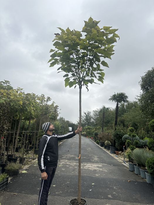 Copaci / Tei / Mesteacan / Platan / Brazi