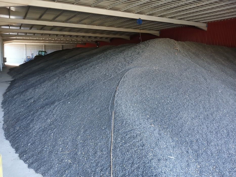 Floarea soarelui 2025