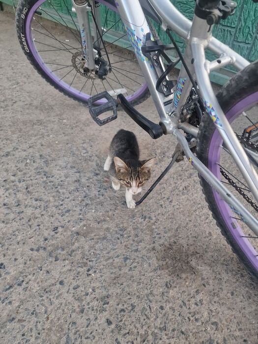 Котёнок очень хороший