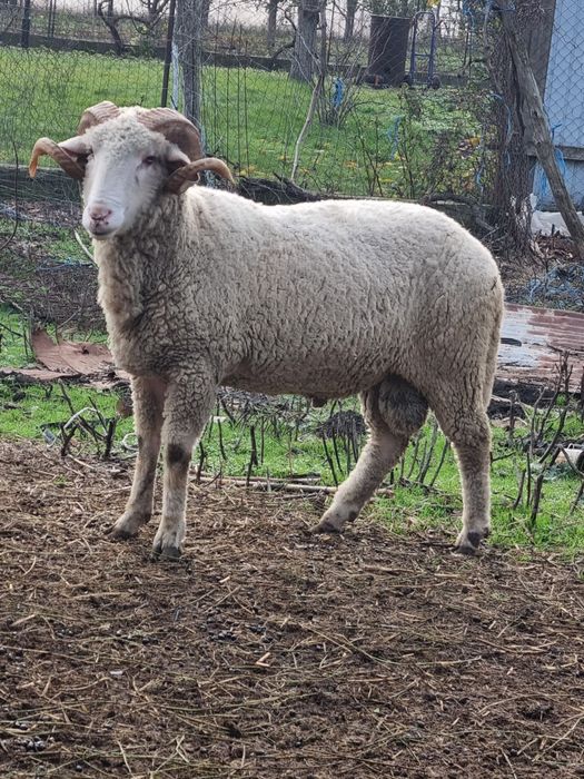 Berbec tanar pentru pastrama