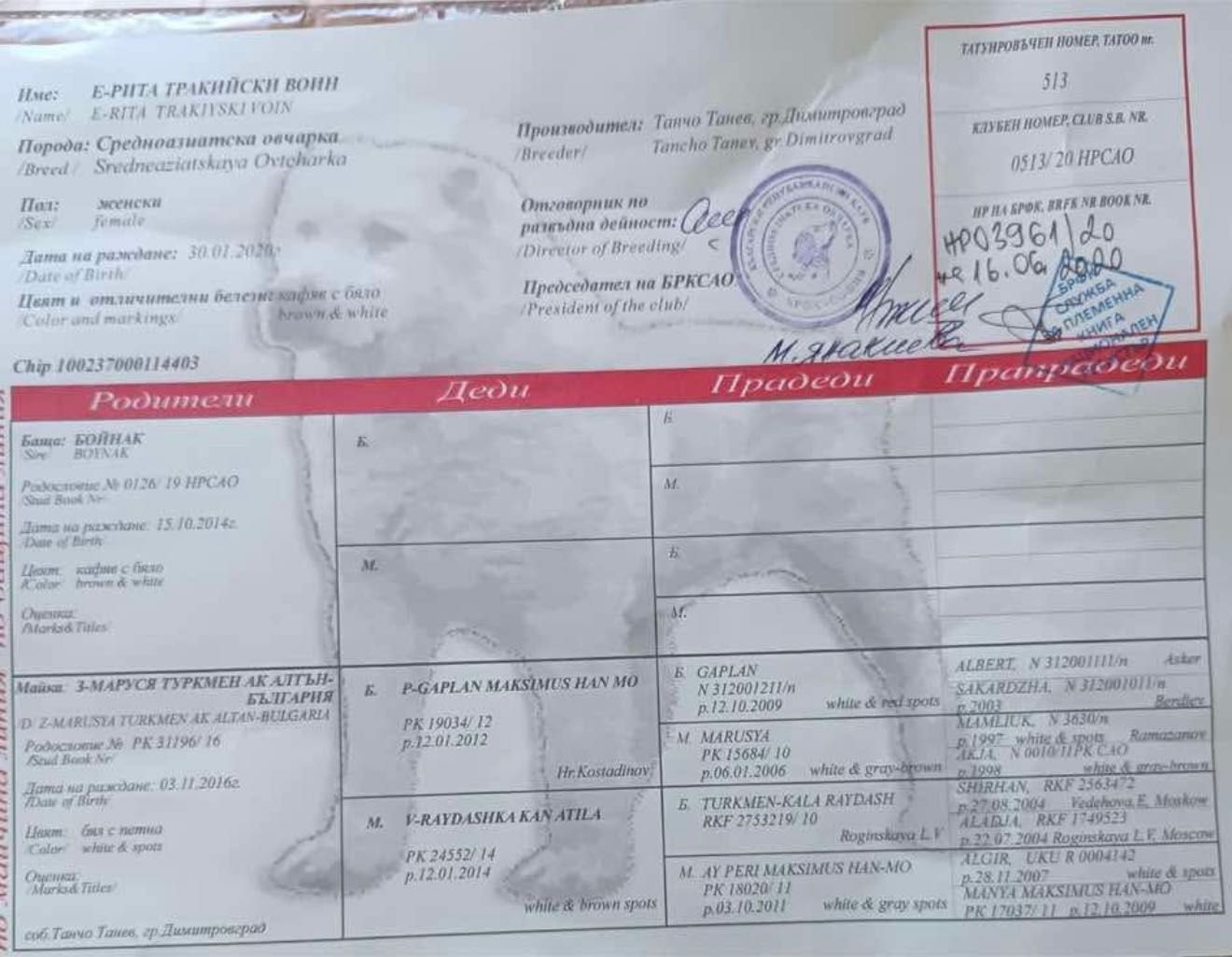 Чистокръвен женски алабай